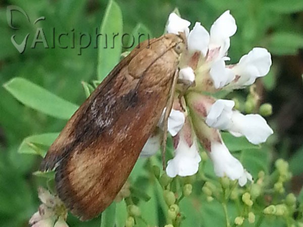 Pterothrixidia rufella