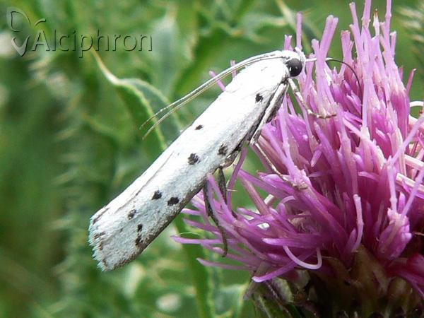 Myelois circumvoluta