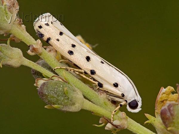 Myelois circumvoluta