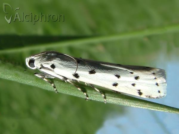 Myelois circumvoluta