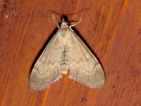 Anania terrealis
