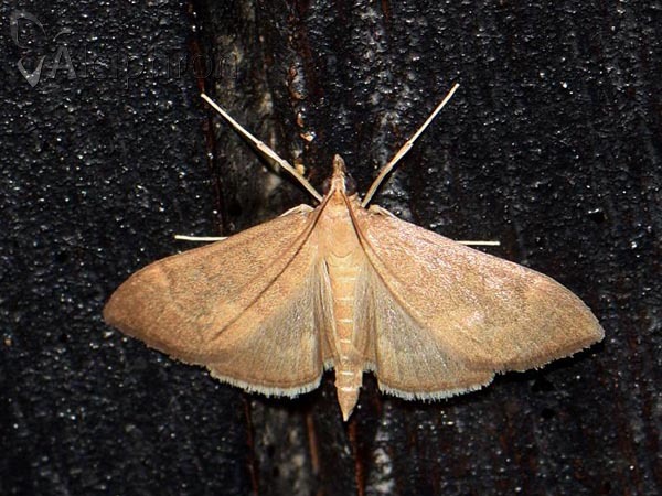 Anania terrealis