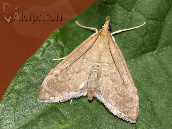 Anania terrealis