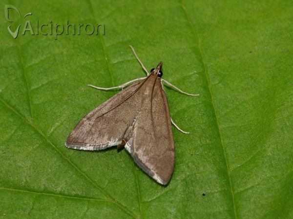 Anania terrealis