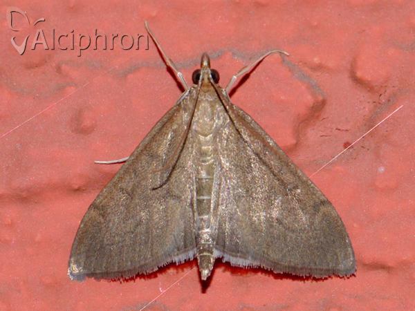 Anania terrealis