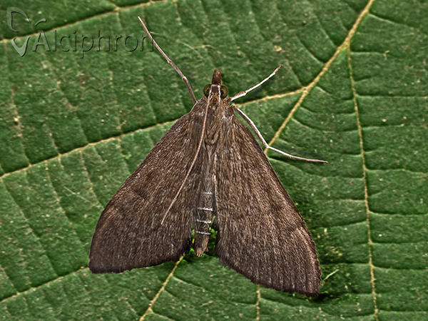 Anania terrealis