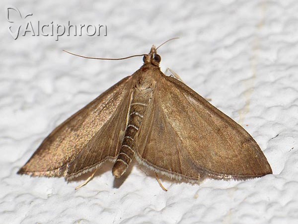 Anania terrealis