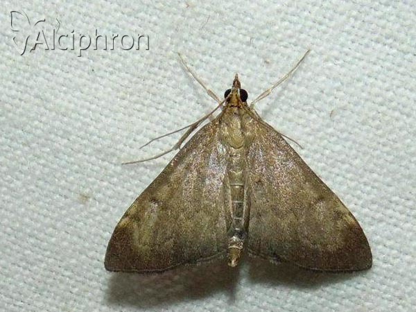 Anania terrealis
