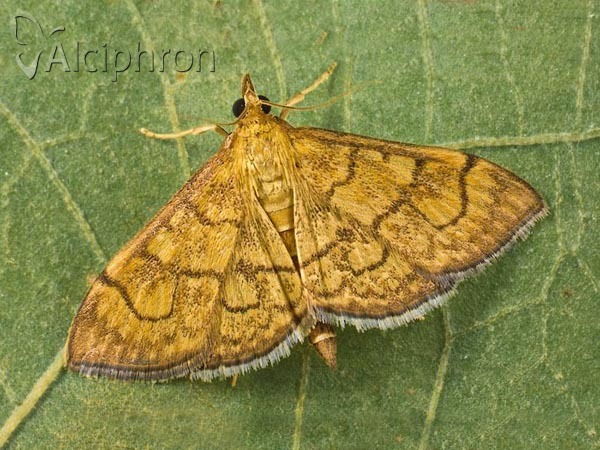 Anania verbascalis