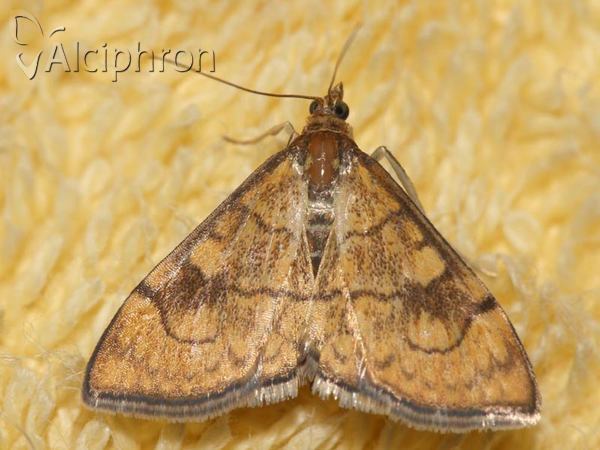 Anania verbascalis