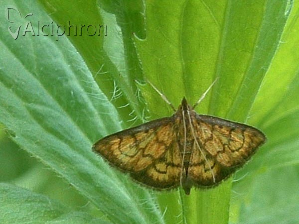 Anania verbascalis