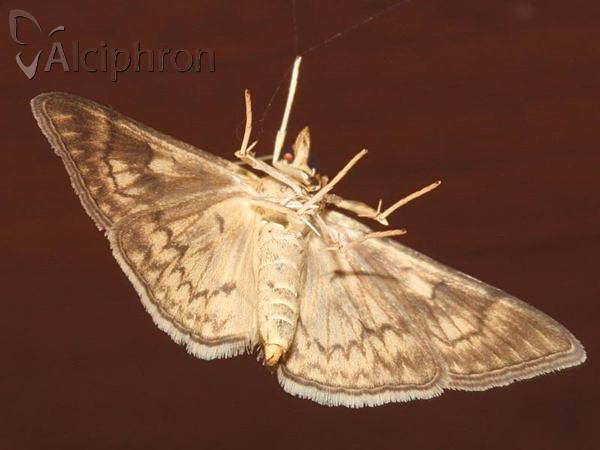 Anania verbascalis