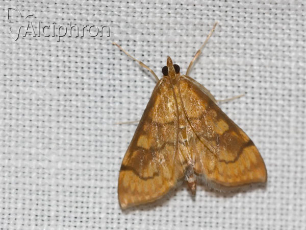 Anania verbascalis