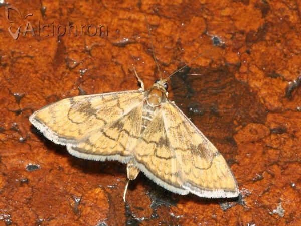 Anania verbascalis