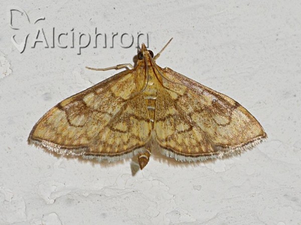 Anania verbascalis
