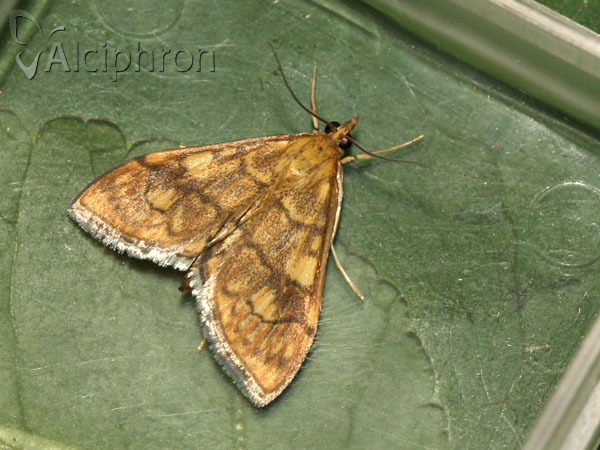 Anania verbascalis