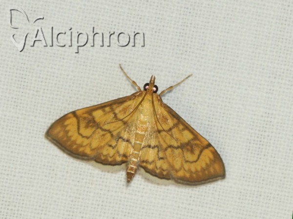 Anania verbascalis