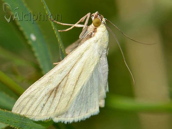 Sitochroa palealis