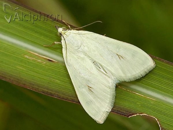 Sitochroa palealis