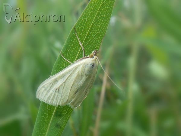 Sitochroa palealis