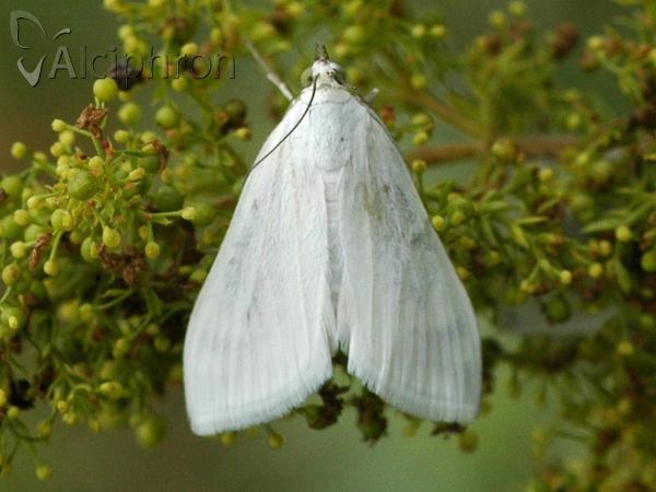 Sitochroa palealis