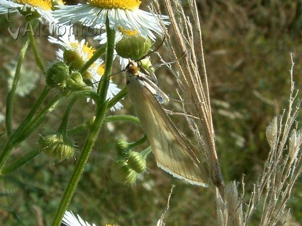 Sitochroa palealis