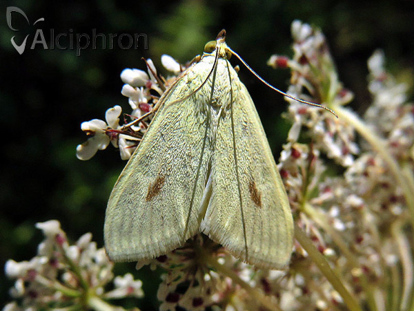 Sitochroa palealis