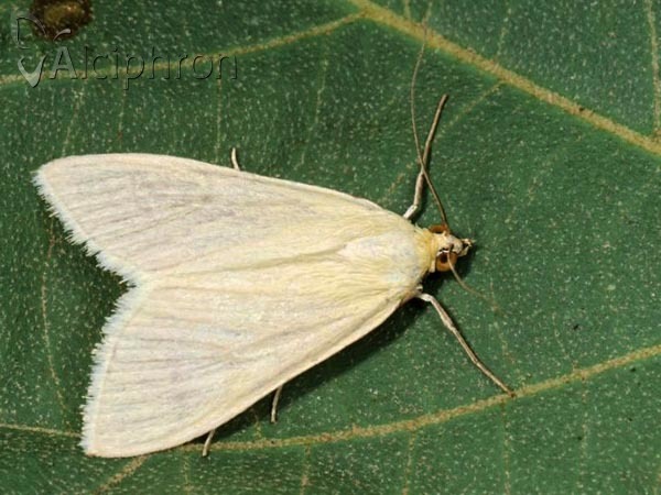 Sitochroa palealis