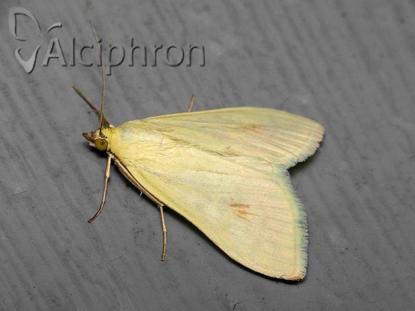 Sitochroa palealis