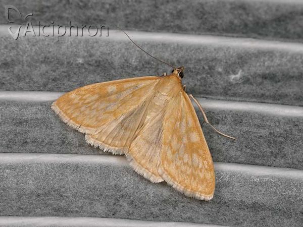 Sitochroa verticalis