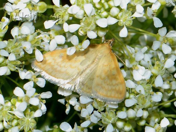 Sitochroa verticalis