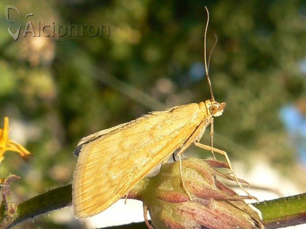 Sitochroa verticalis