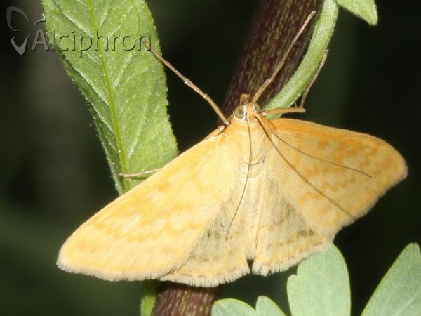 Sitochroa verticalis