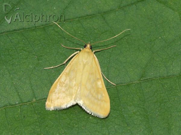 Sitochroa verticalis