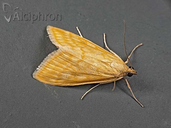 Sitochroa verticalis