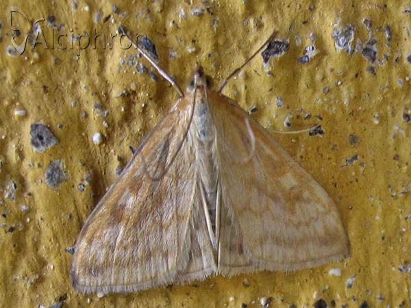 Sitochroa verticalis