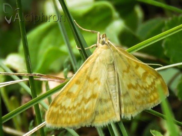 Sitochroa verticalis