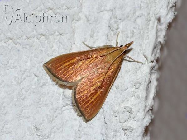 Nascia cilialis