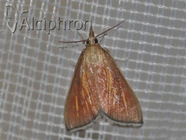 Nascia cilialis