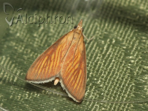 Nascia cilialis