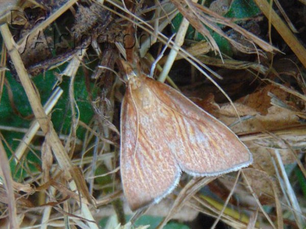 Nascia cilialis