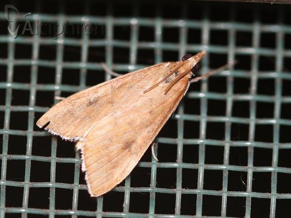 Uresiphita gilvata