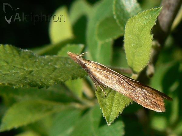 Uresiphita gilvata