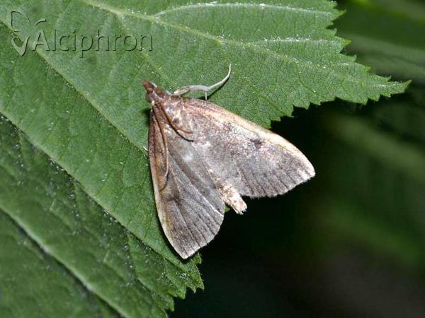 Uresiphita gilvata