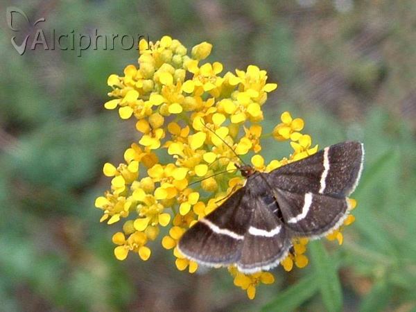 Pyrausta cingulata