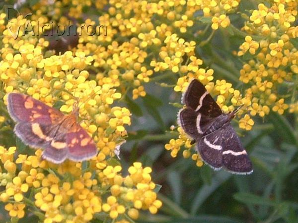 Pyrausta cingulata