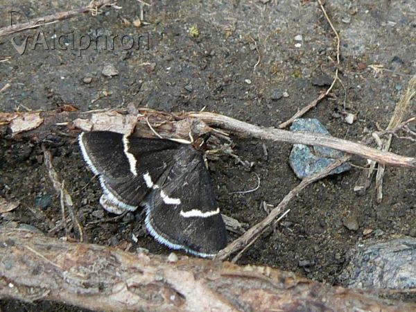 Pyrausta cingulata