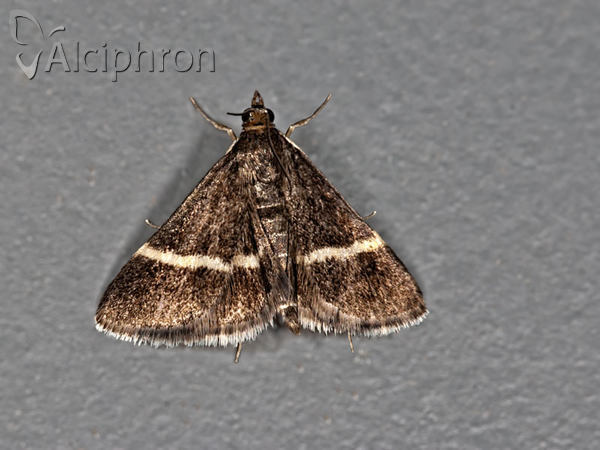 Pyrausta cingulata