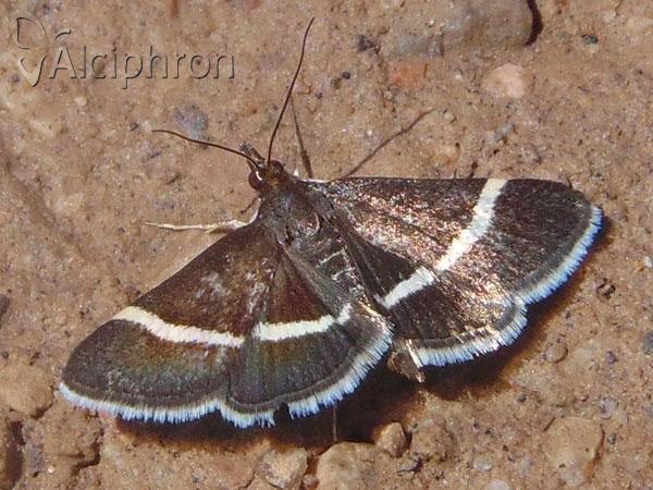 Pyrausta cingulata