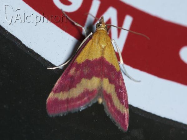 Pyrausta virginalis